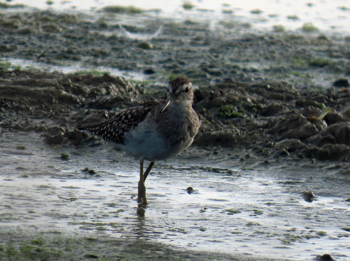 Wood Sandpiper - ML646650738