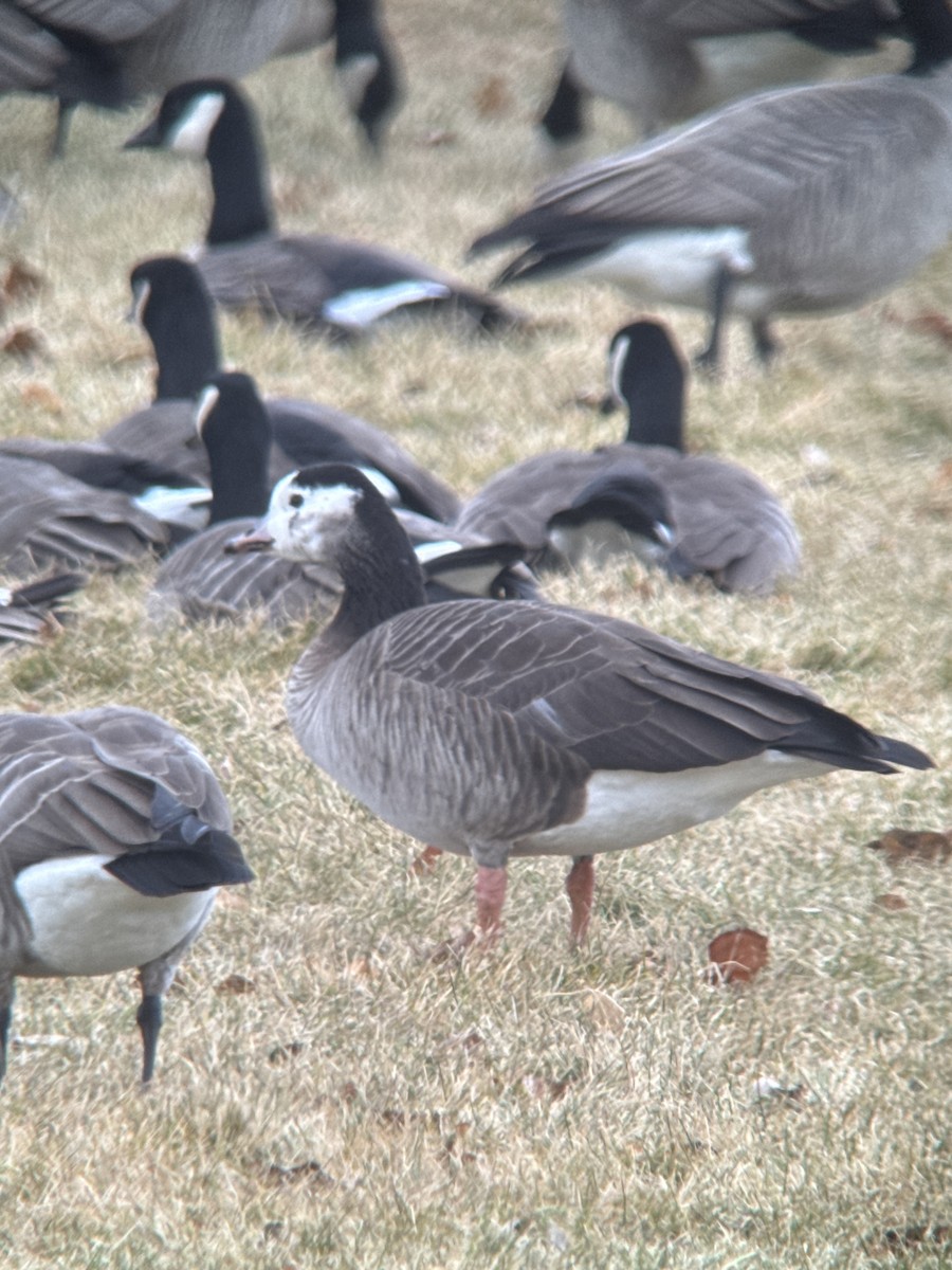 Greater White-fronted x Cackling Goose (hybrid) - ML646650739