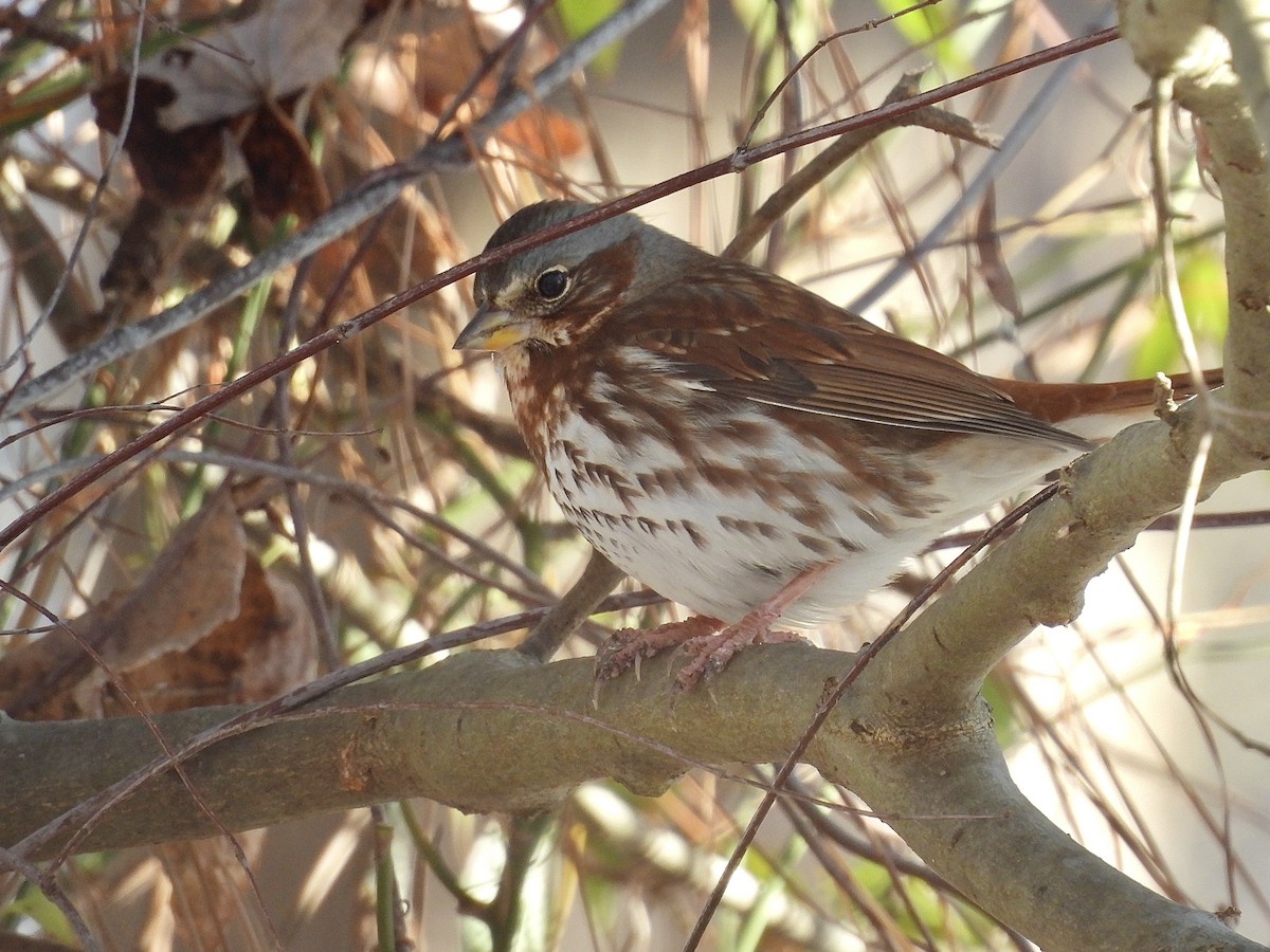 Chingolo Zorruno - ML646650740