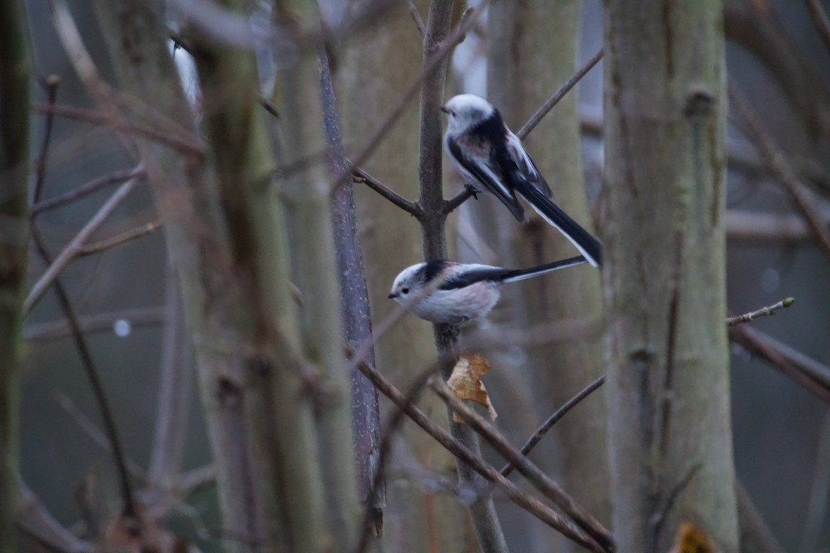 Ополовник - ML646650741