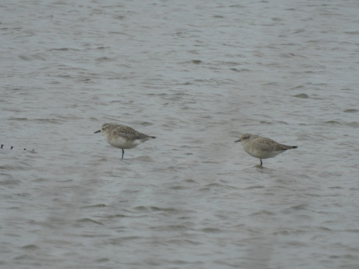 Chorlito Gris - ML646650742