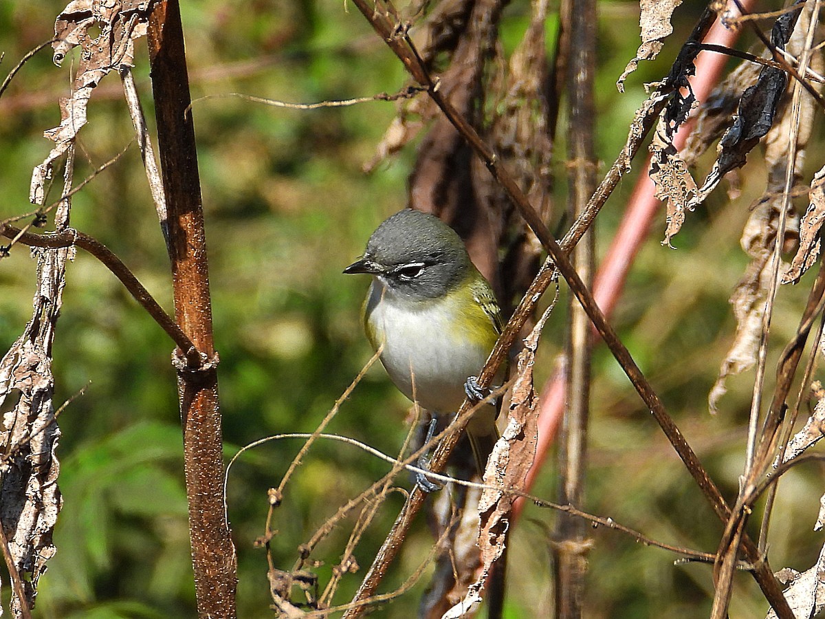 Blue-headed Vireo - ML646650743