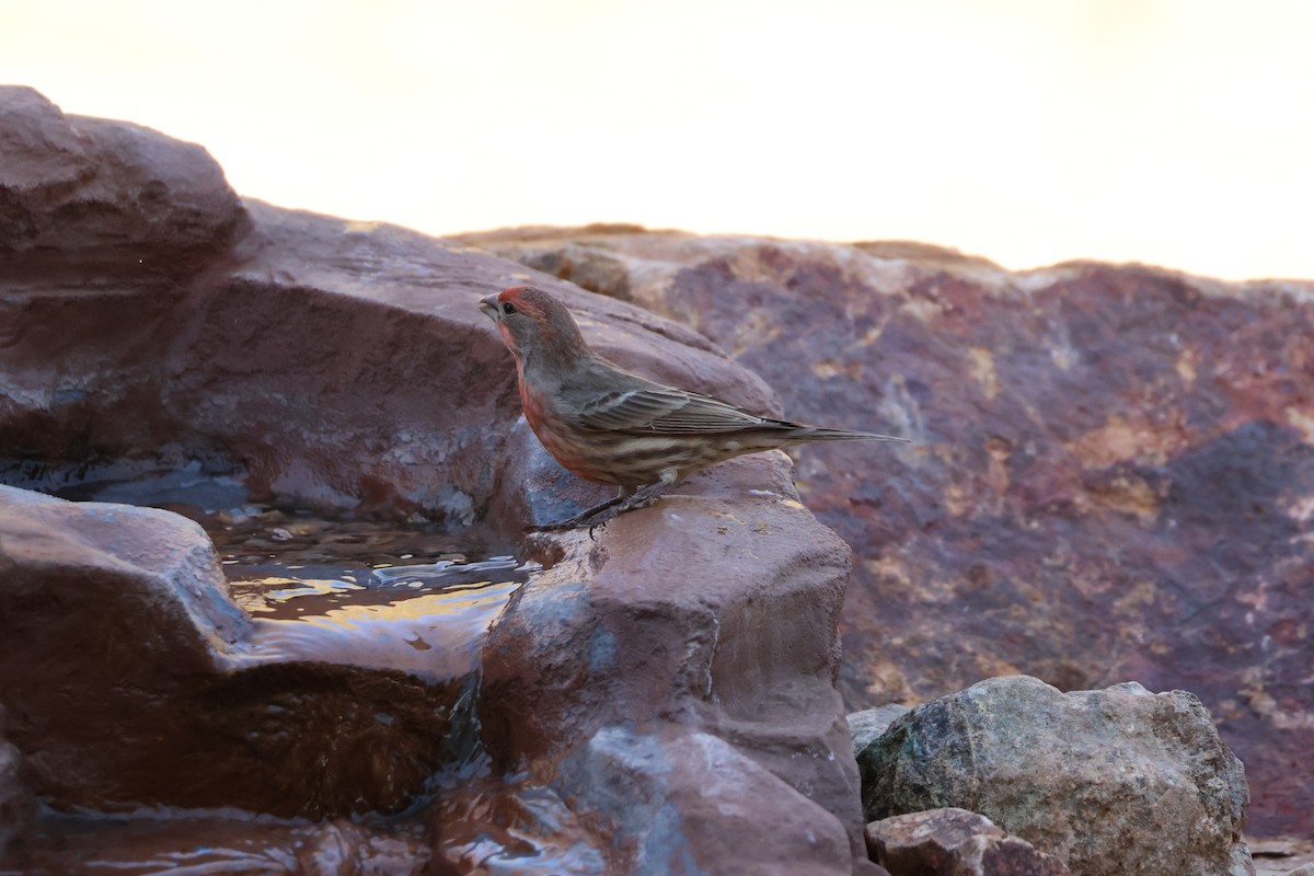 House Finch - ML646650744