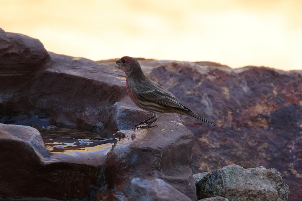 House Finch - ML646650745