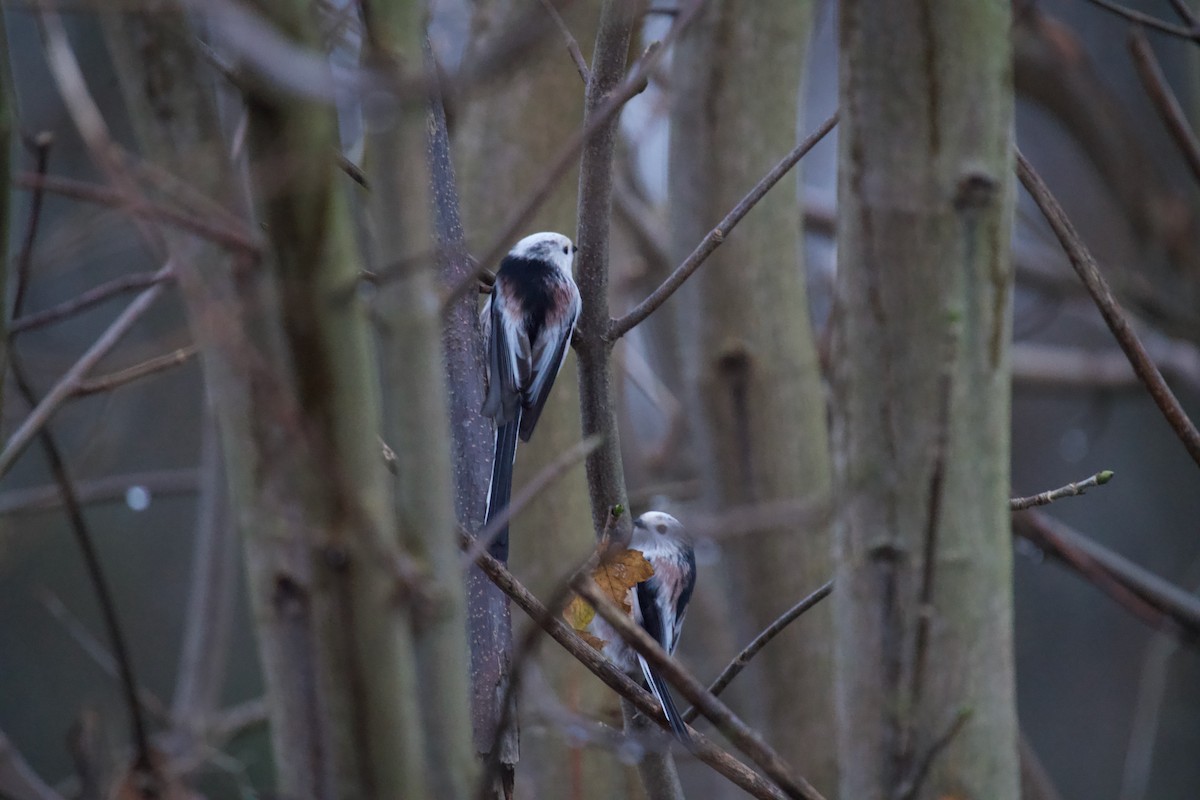 Ополовник - ML646650747