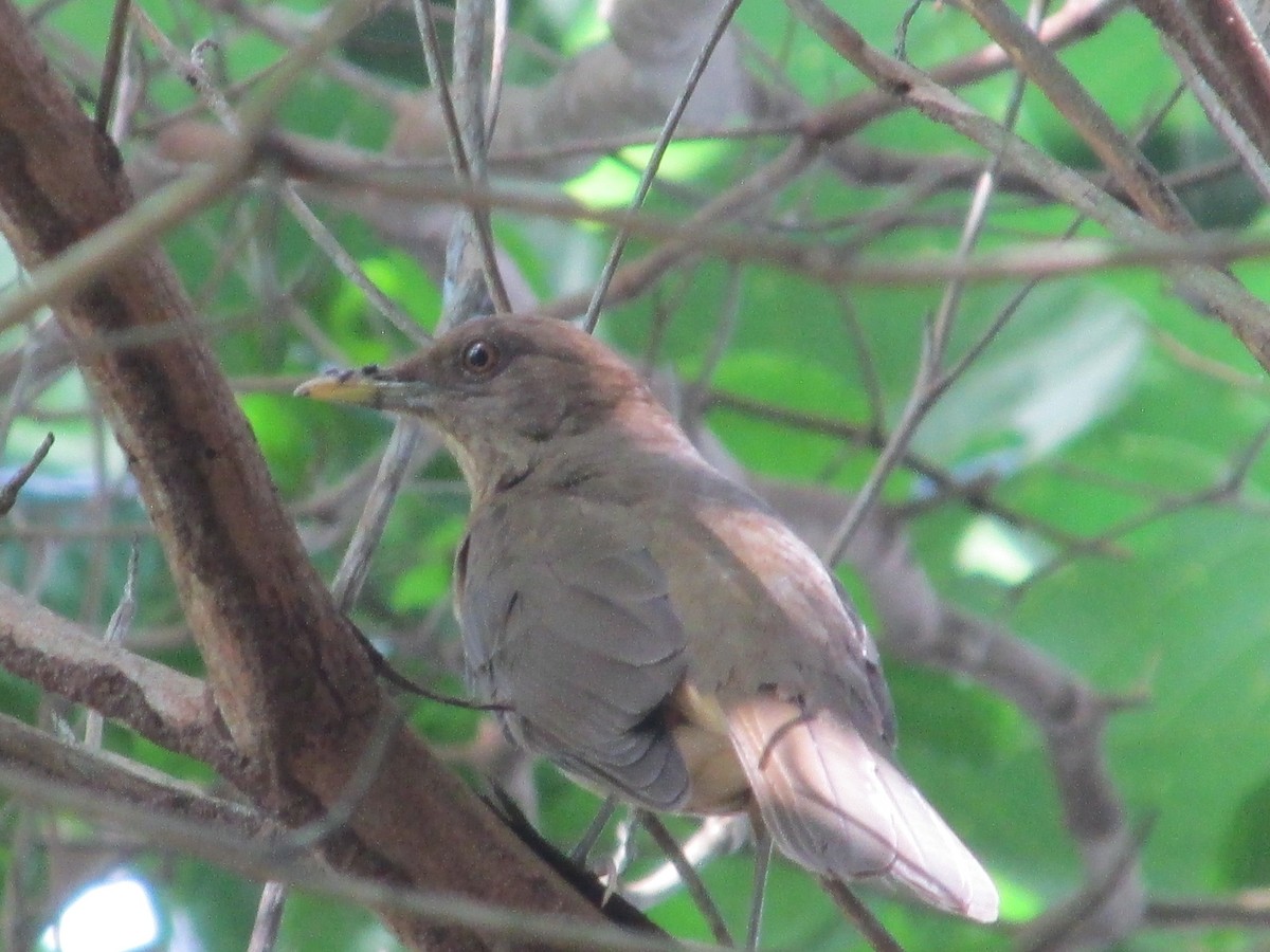 Clay-colored Thrush - ML646650748