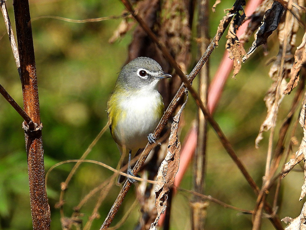 Blue-headed Vireo - ML646650756