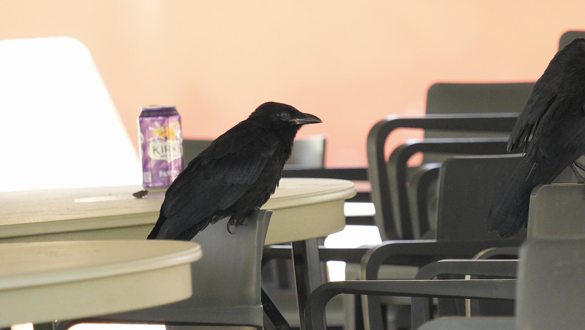 Австралийская ворона - ML646650758