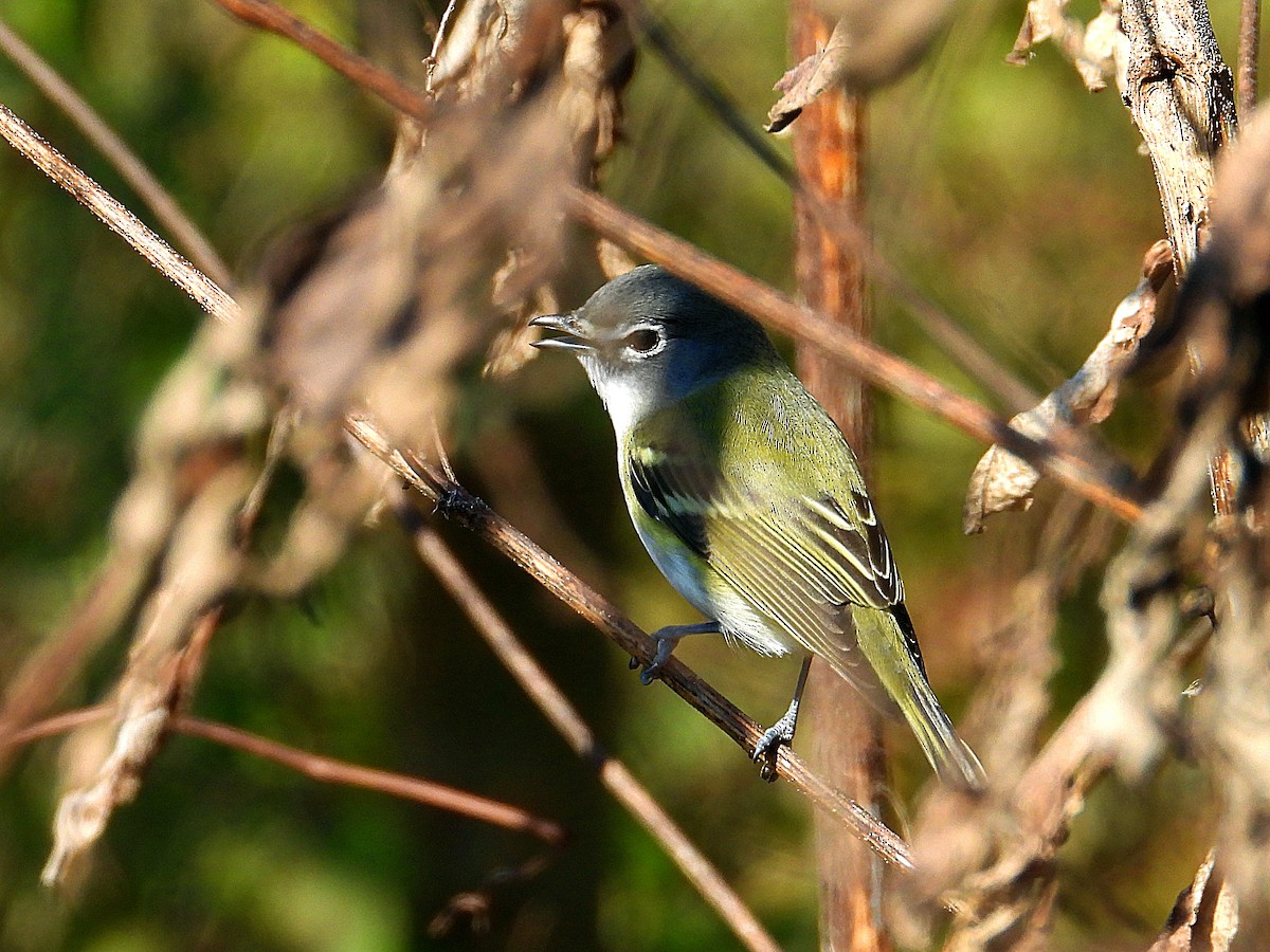 Blue-headed Vireo - ML646650760