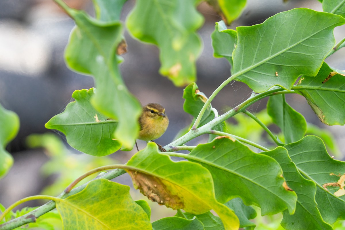 Canary Islands Chiffchaff - ML646650769