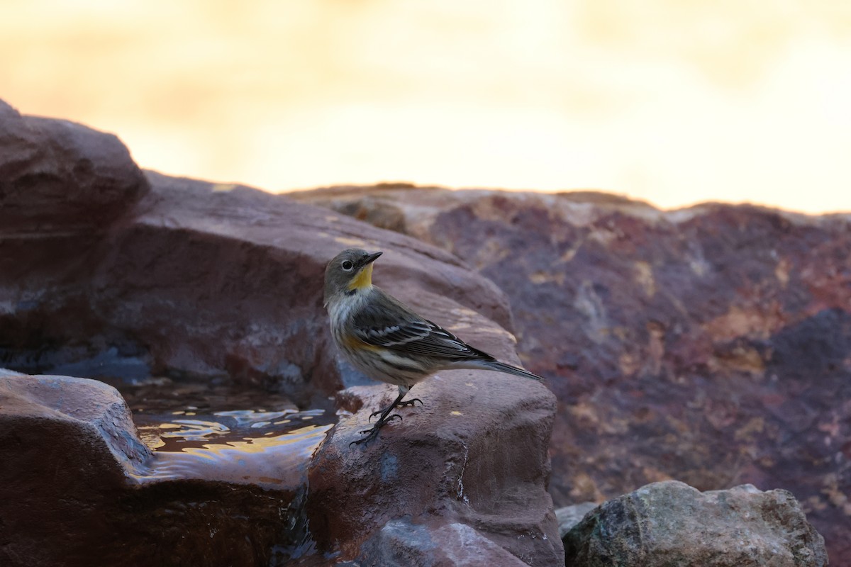 Yellow-rumped Warbler - ML646650770