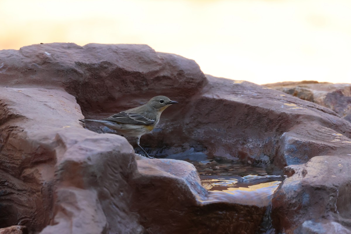 Yellow-rumped Warbler - ML646650771