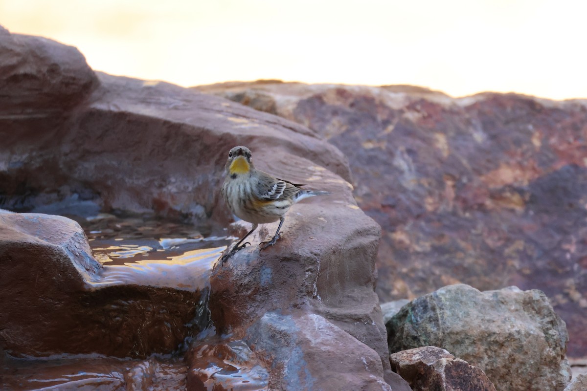 Yellow-rumped Warbler - ML646650772