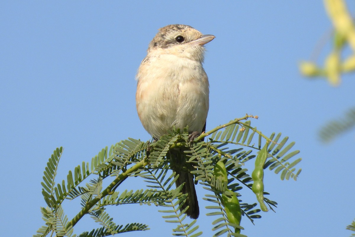 Antzandobi nubiarra - ML646650773