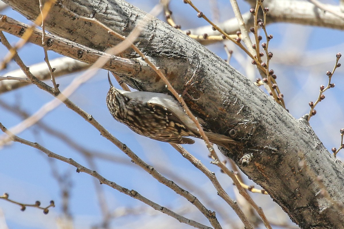 Brown Creeper - ML646650775