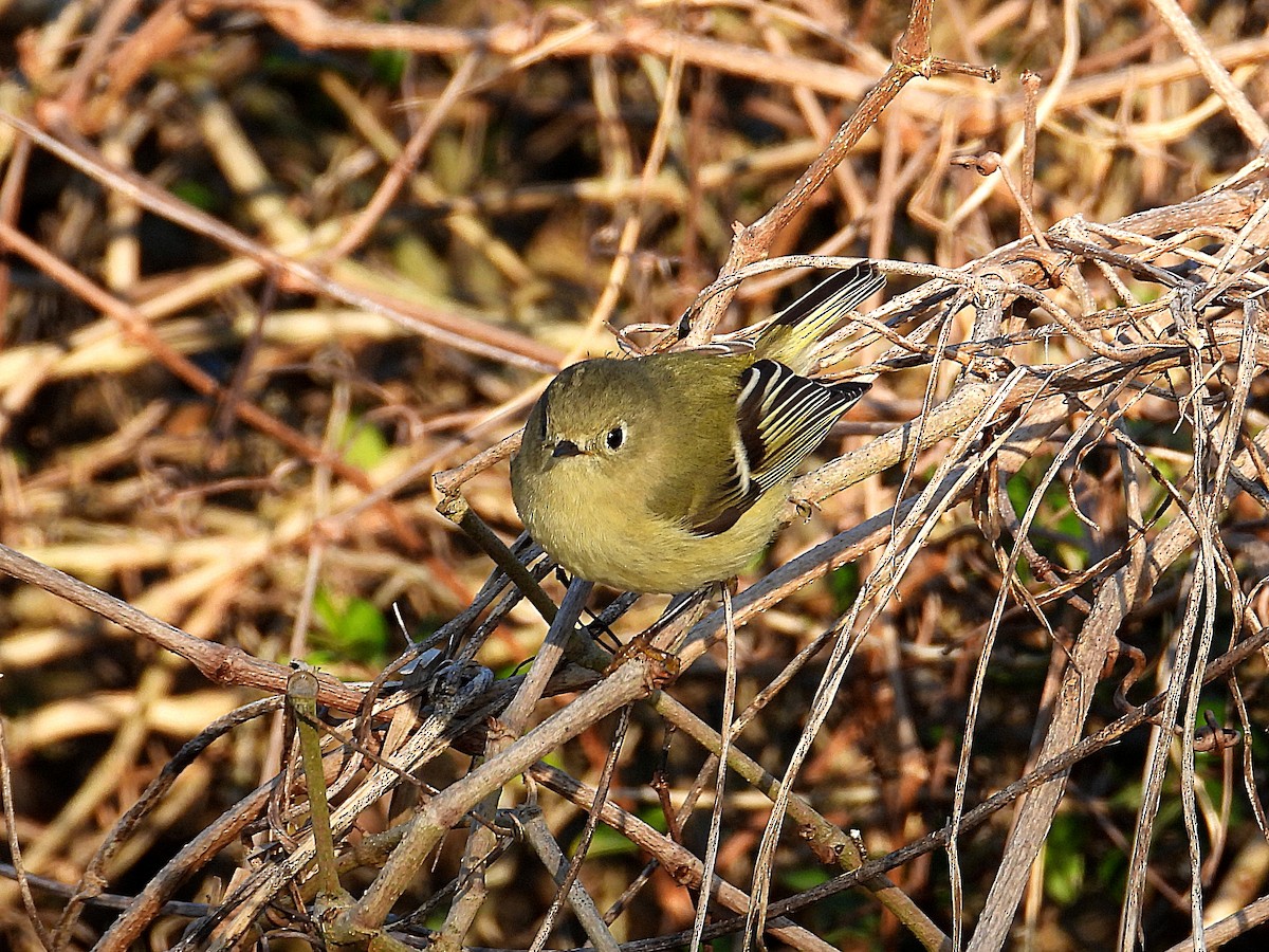 Ruby-crowned Kinglet - ML646650776