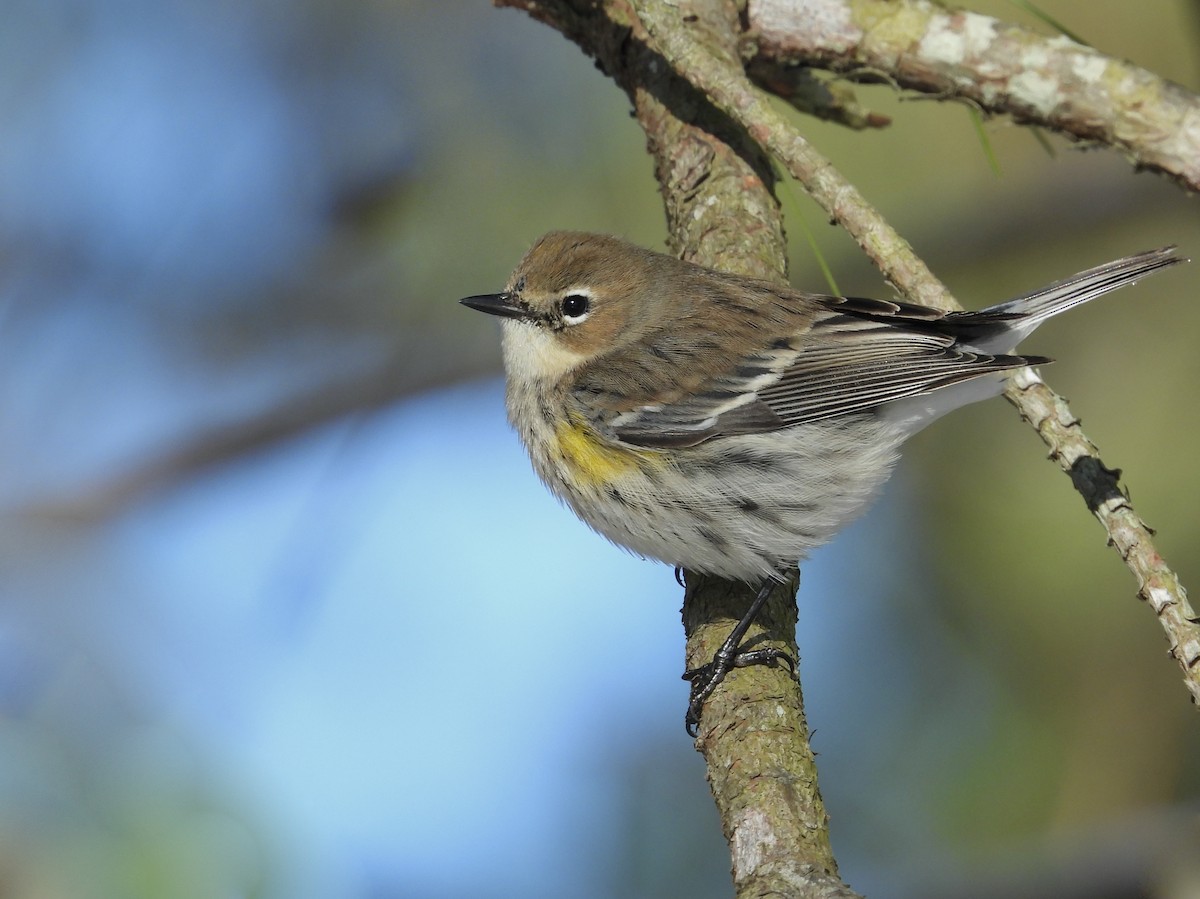 Reinita Coronada - ML646650777