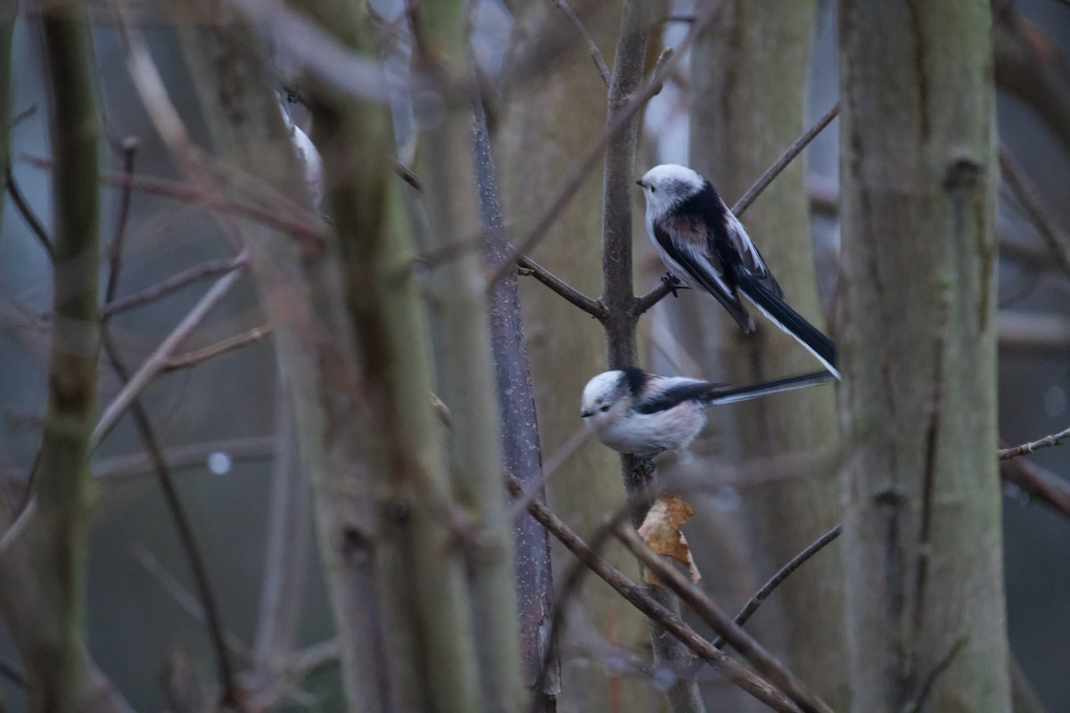 Ополовник - ML646650778