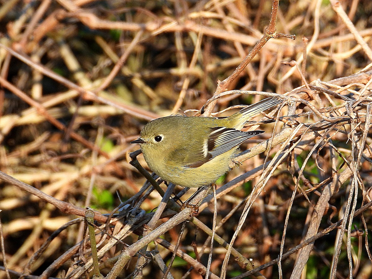 Ruby-crowned Kinglet - ML646650779