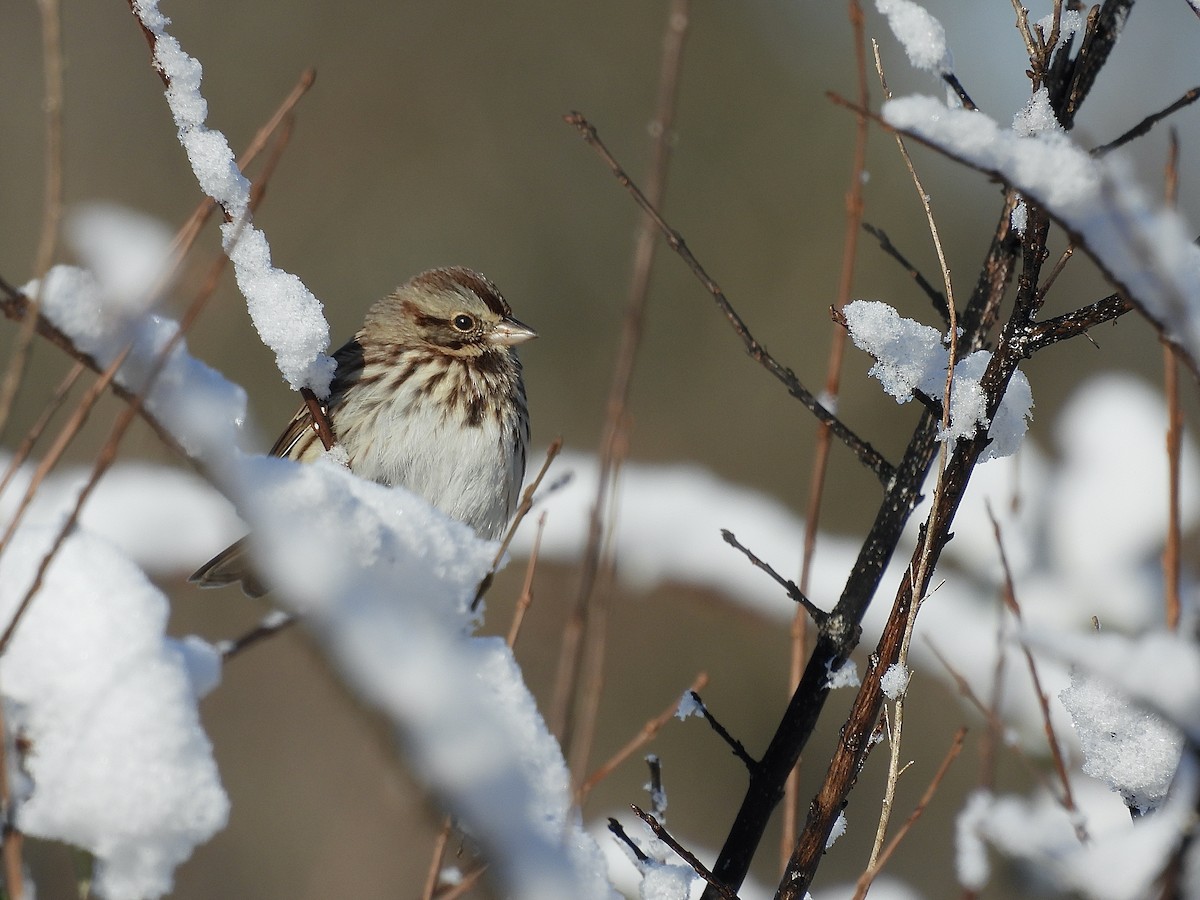 Chingolo Cantor - ML646650781