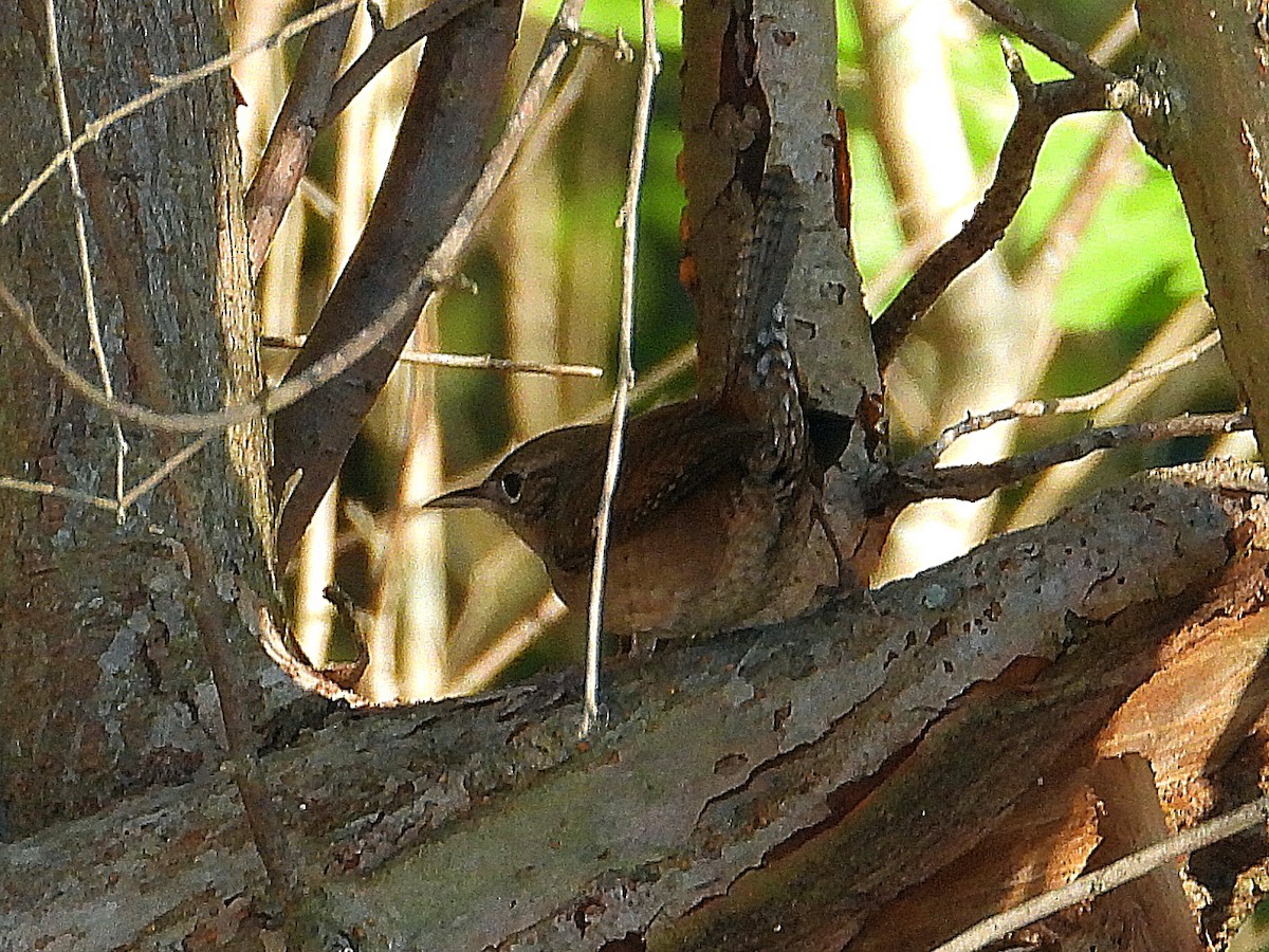 Northern House Wren - ML646650786