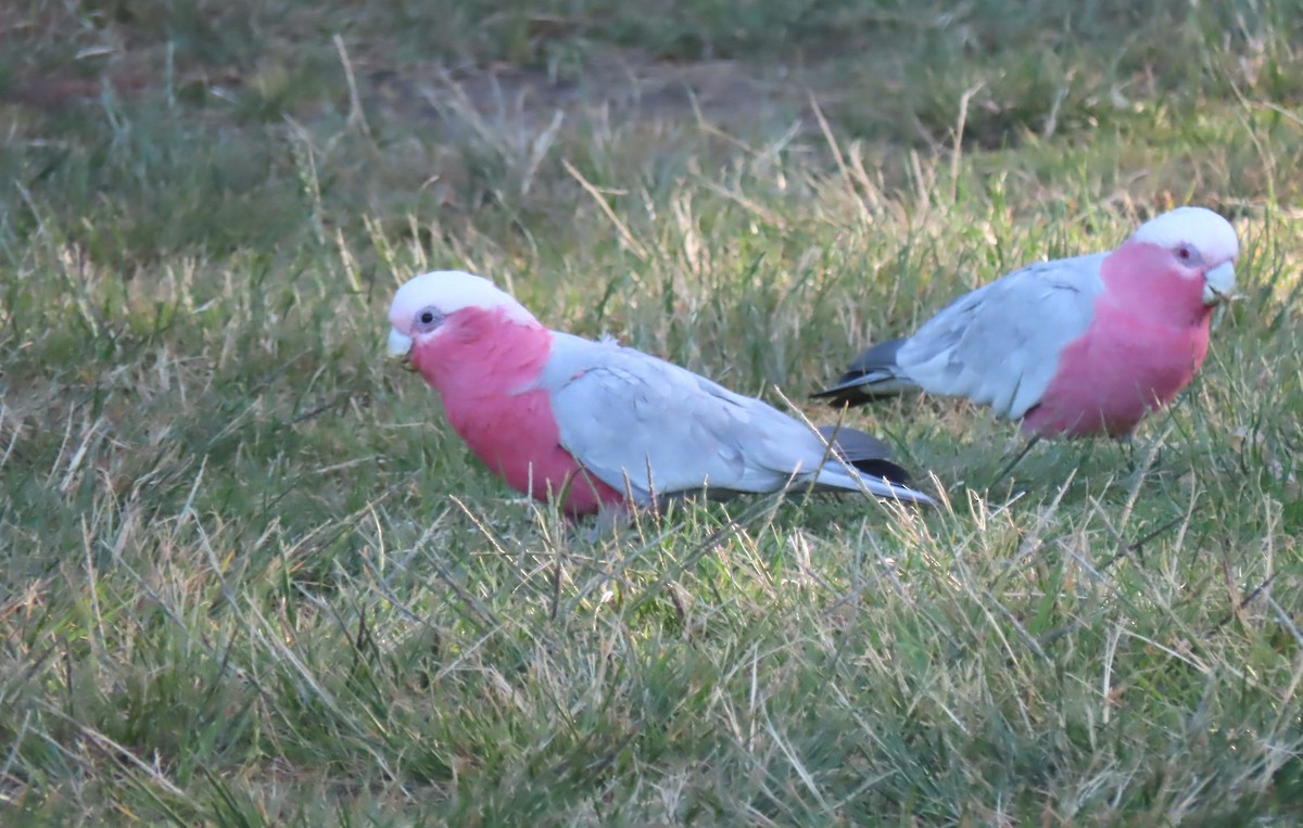 Gül Rengi Kakadu - ML646650787