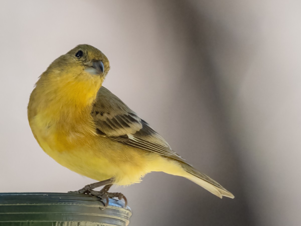 Lesser Goldfinch - ML646650788