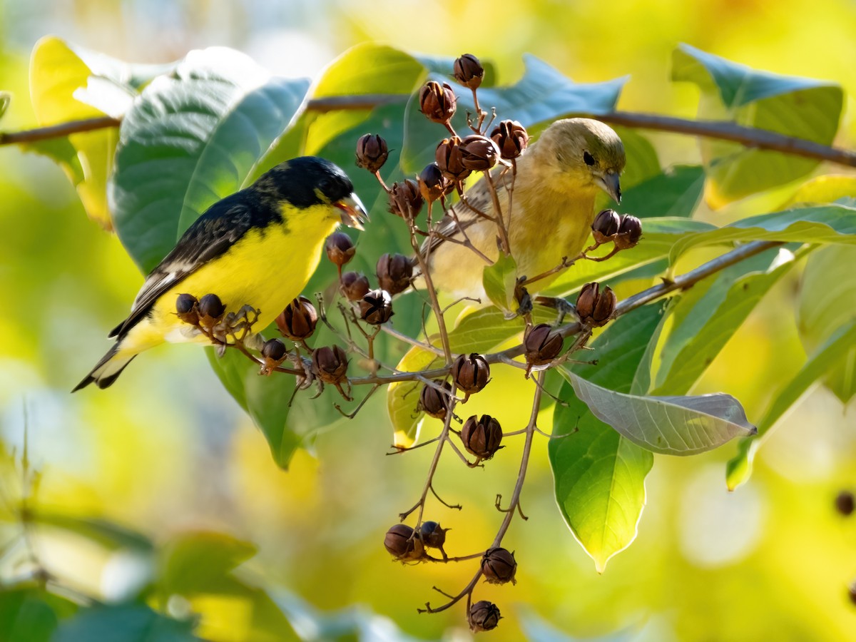 Lesser Goldfinch - ML646650789