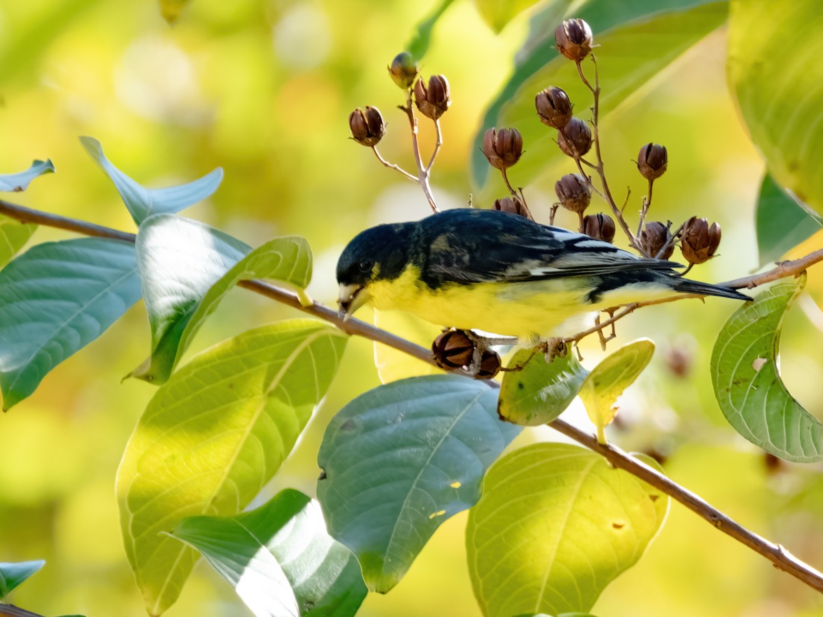 Lesser Goldfinch - ML646650790