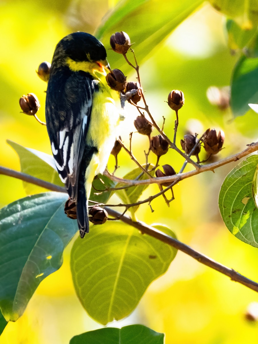 Lesser Goldfinch - ML646650791