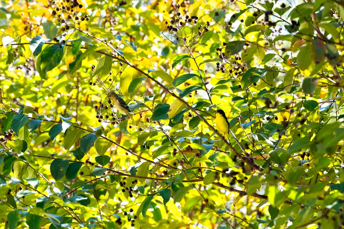 Lesser Goldfinch - ML646650792