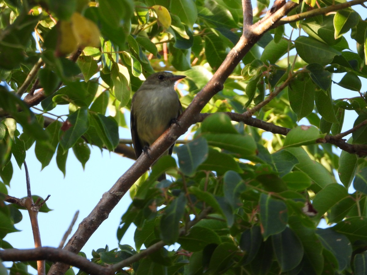 Caribbean Elaenia - ML646650793