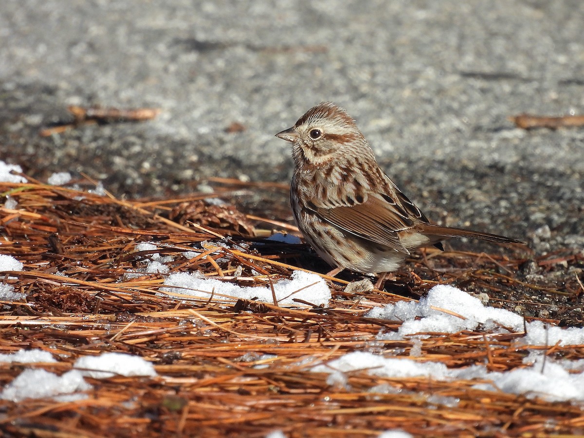 Chingolo Cantor - ML646650794