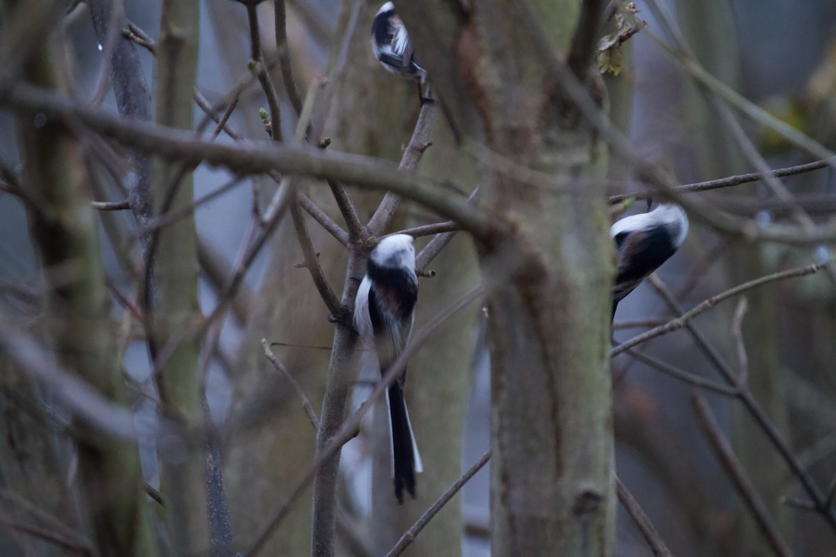 Ополовник - ML646650795