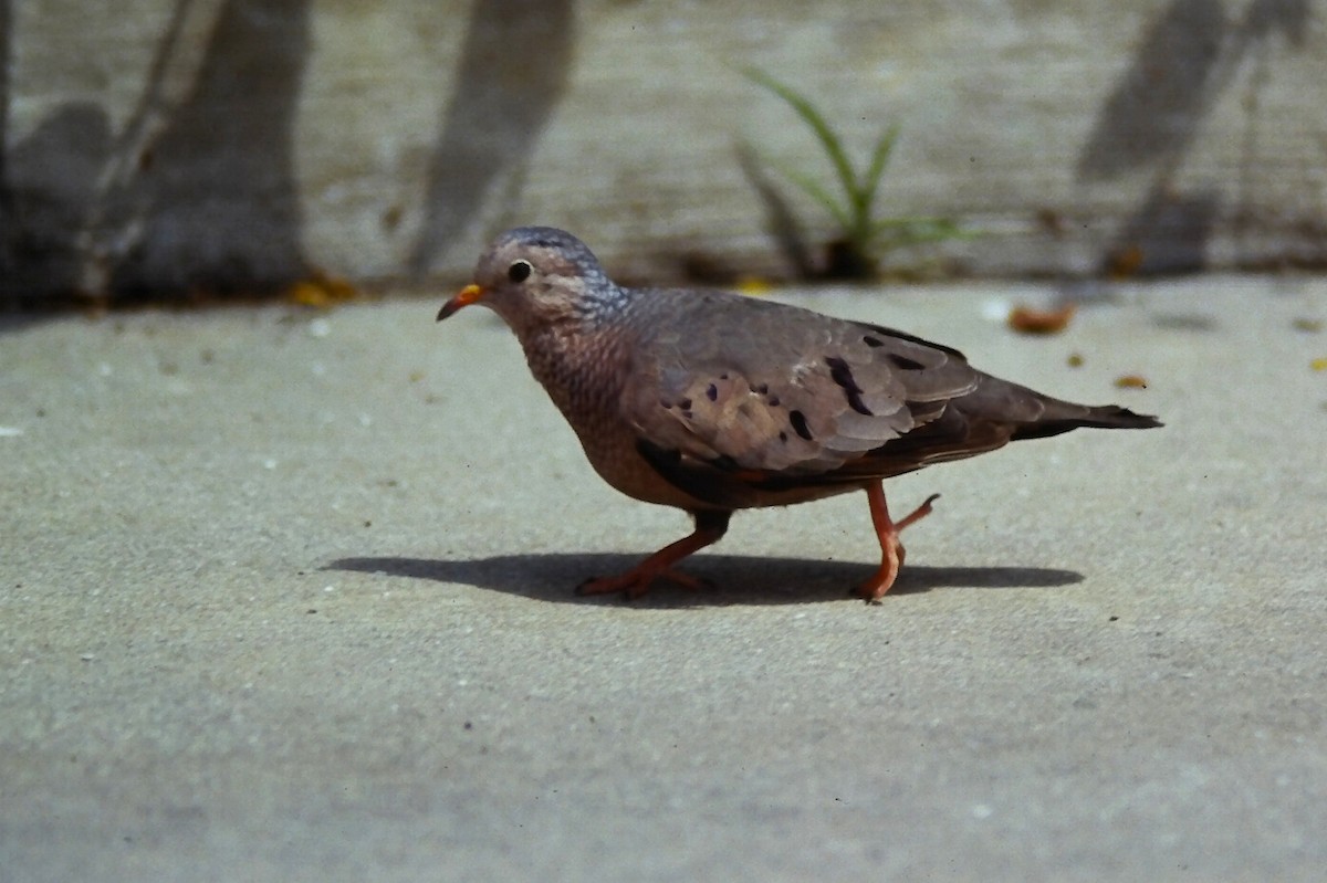 Common Ground Dove - ML646650797