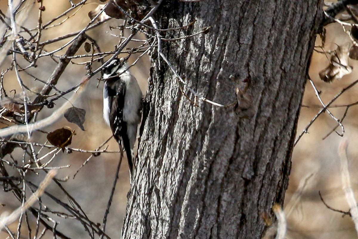 Downy Woodpecker - ML646650799