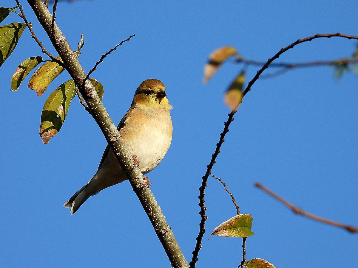 American Goldfinch - ML646650800