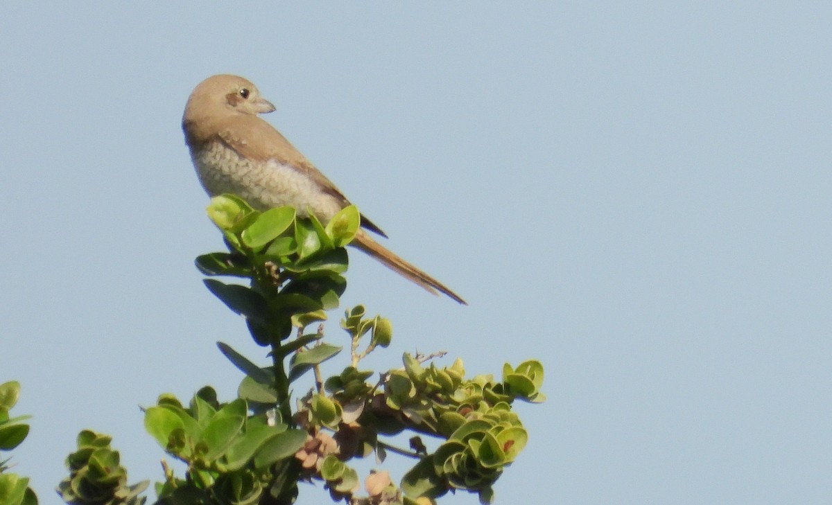 Isabellwürger - ML646650802