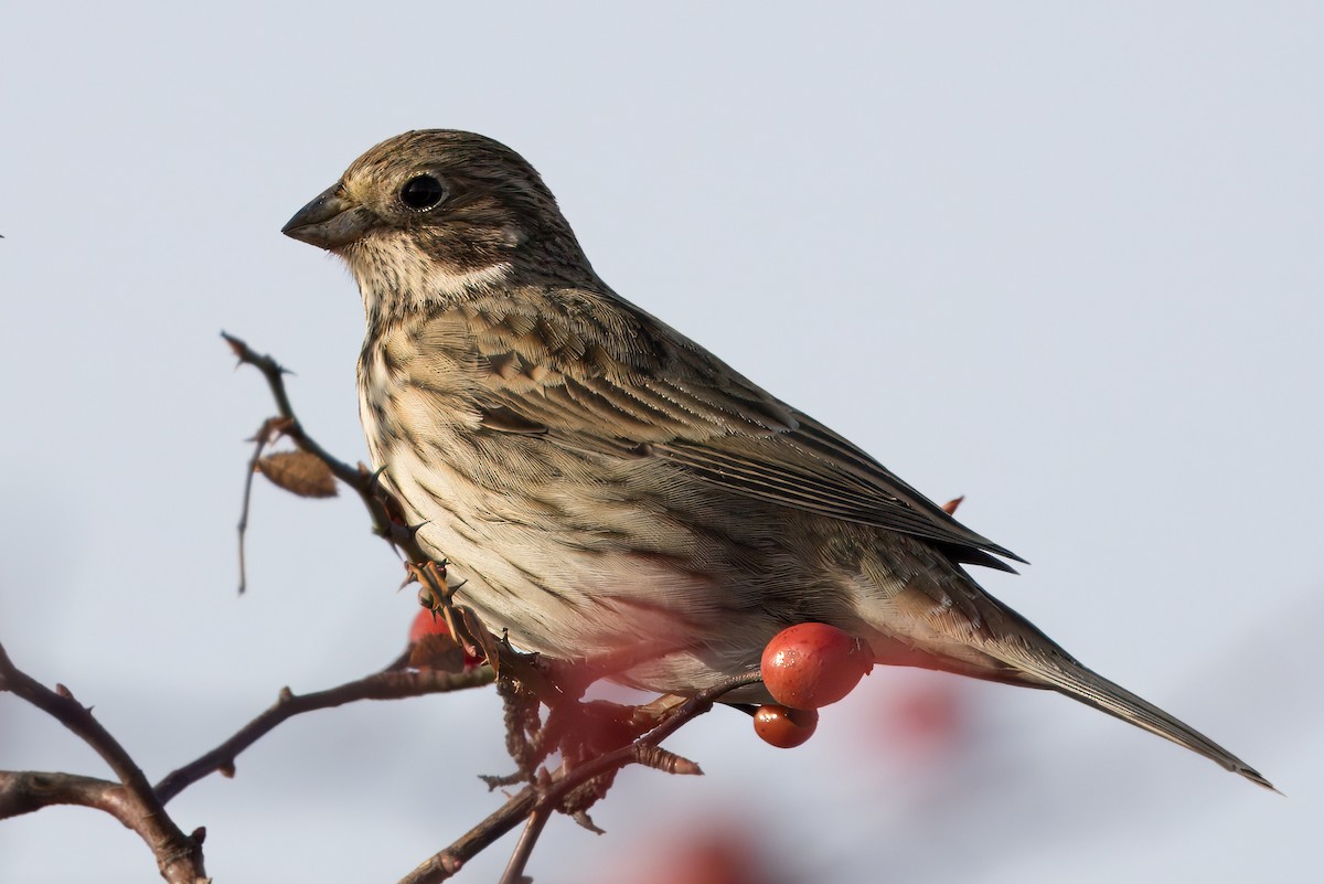 Corn Bunting - ML646650805