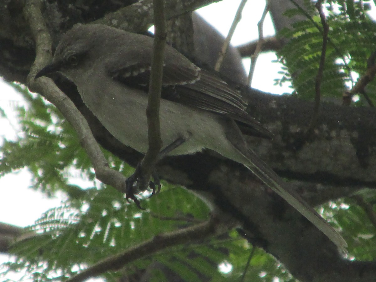 Tropikal Taklitçi - ML646650806