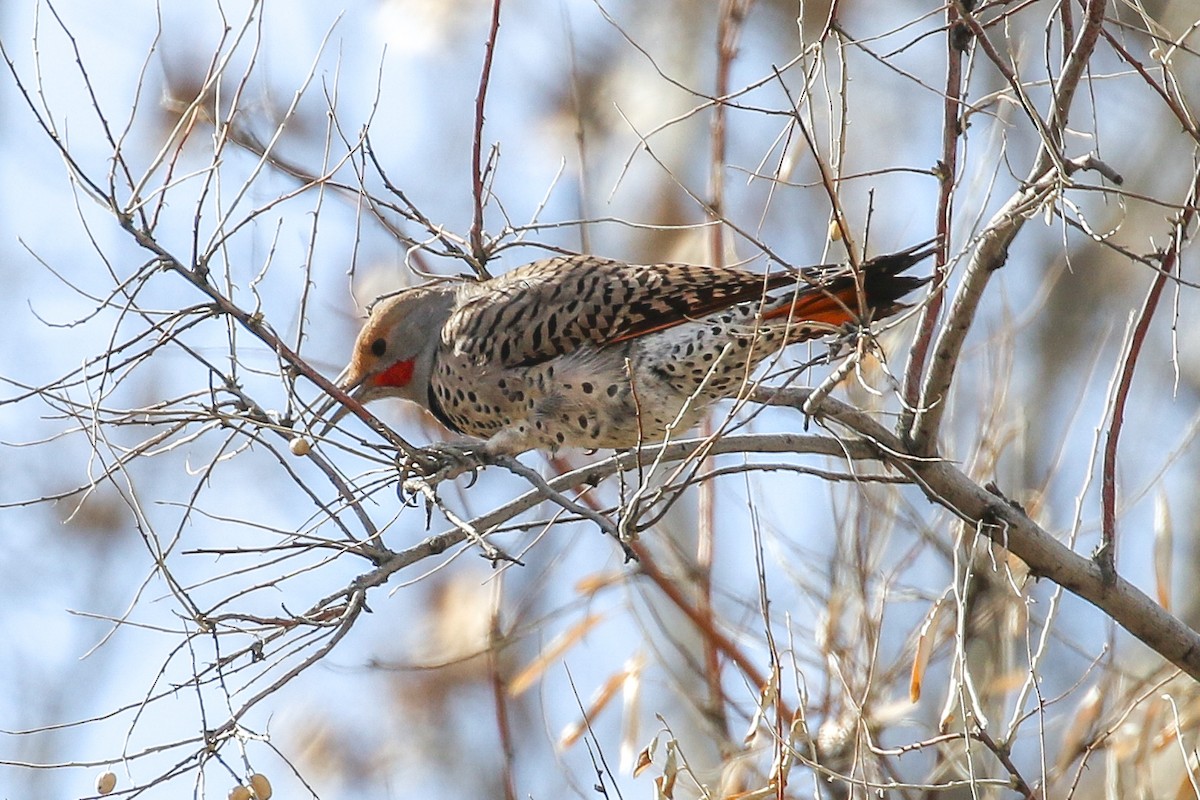 Northern Flicker (Red-shafted) - ML646650807