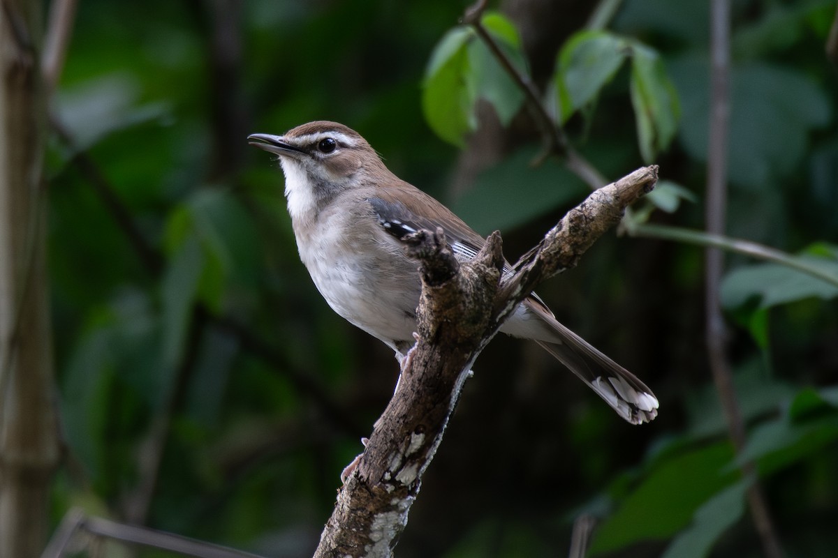 Brown Scrub-Robin - ML646650809