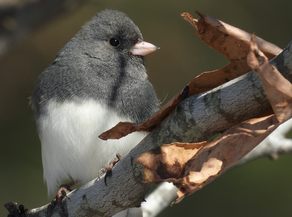 Junco Ojioscuro - ML646650810