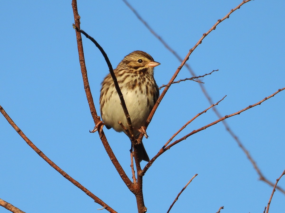Savannah Sparrow - ML646650812
