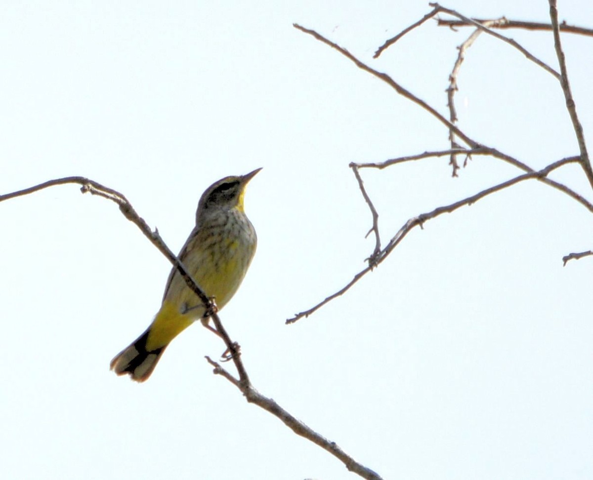 myrparula - ML646650813