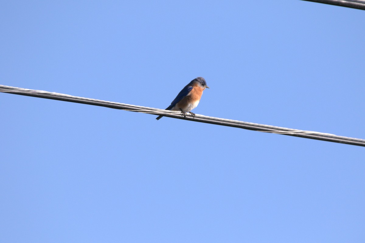 Doğulu Mavi Ardıç - ML646650814