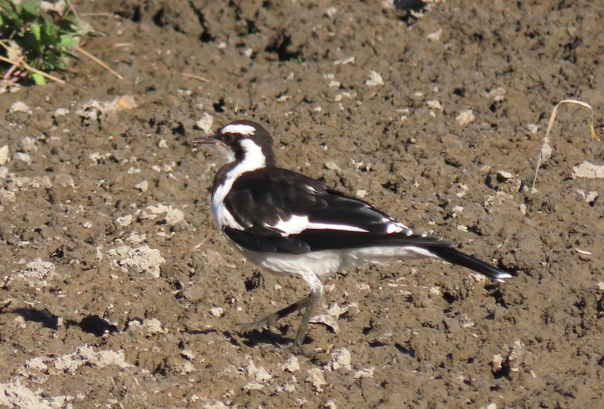 Çayır Gralinası - ML646650815