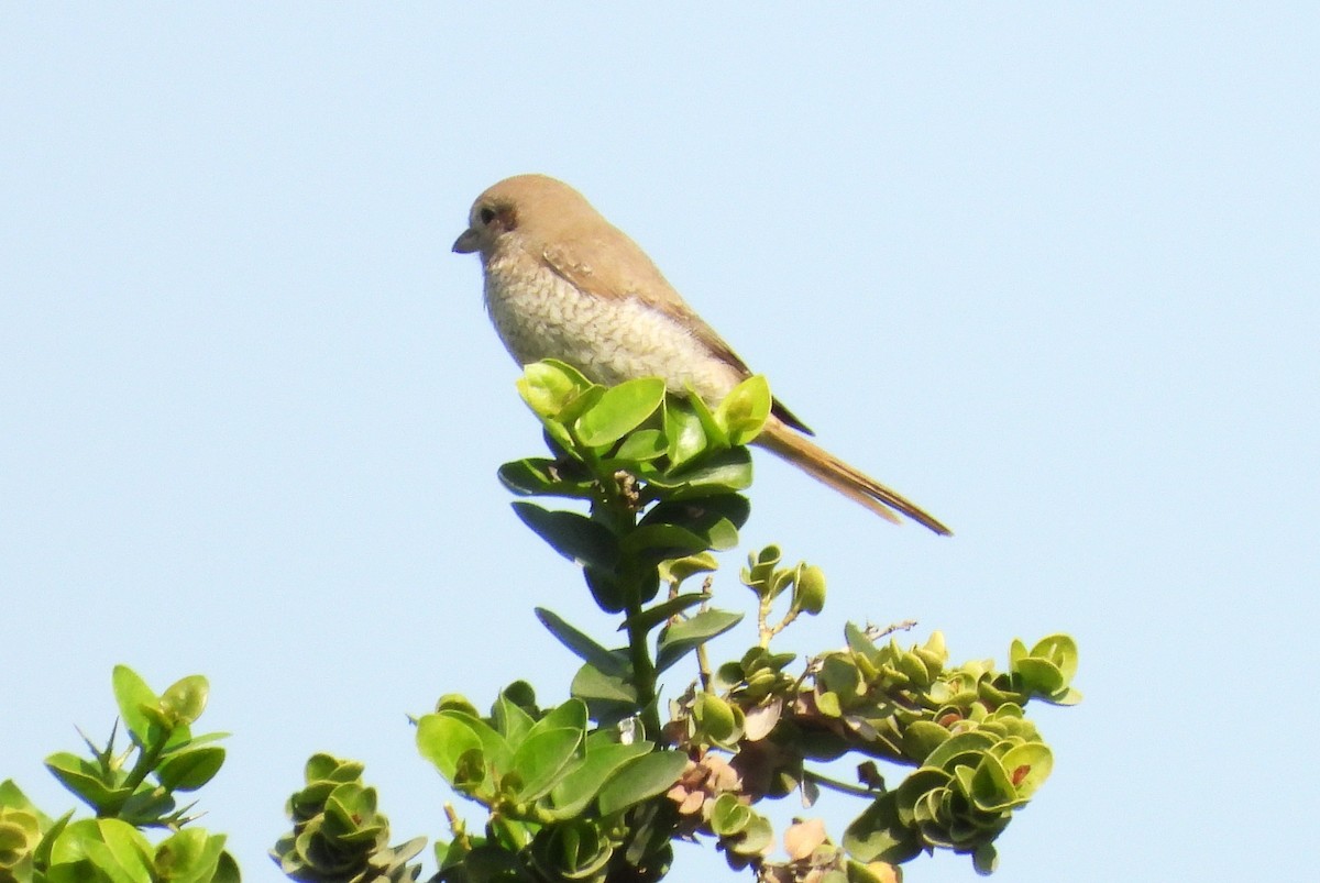 Isabellwürger - ML646650817