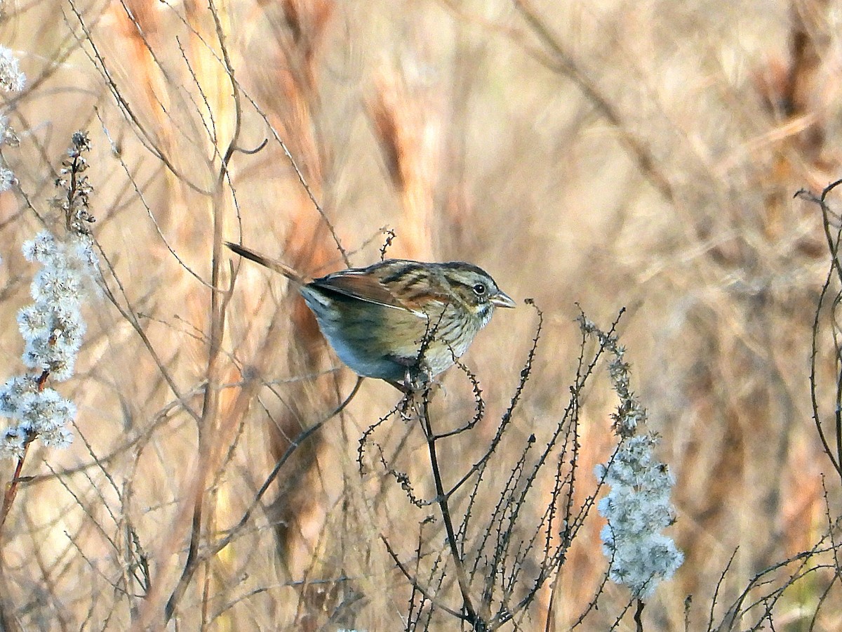 Swamp Sparrow - ML646650818