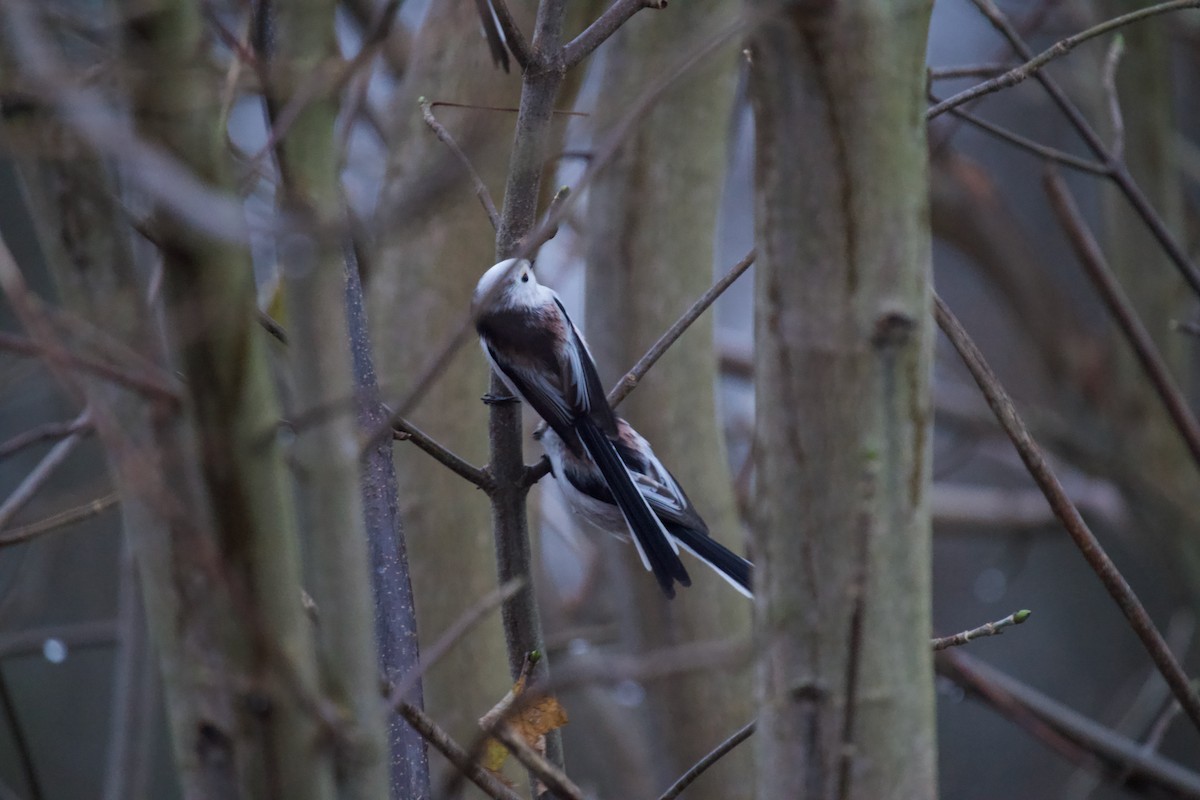 Ополовник - ML646650820